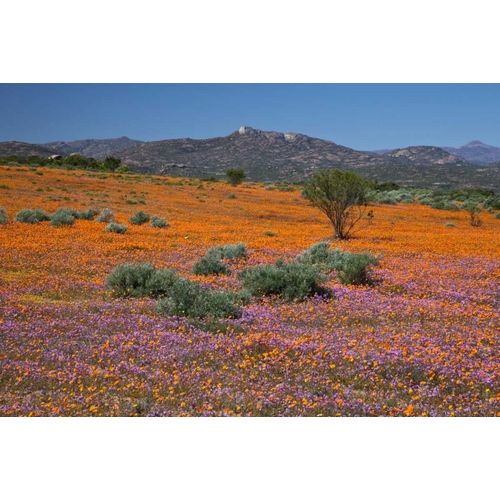 Orange purple blossoms, Namaqua NP, South Africa